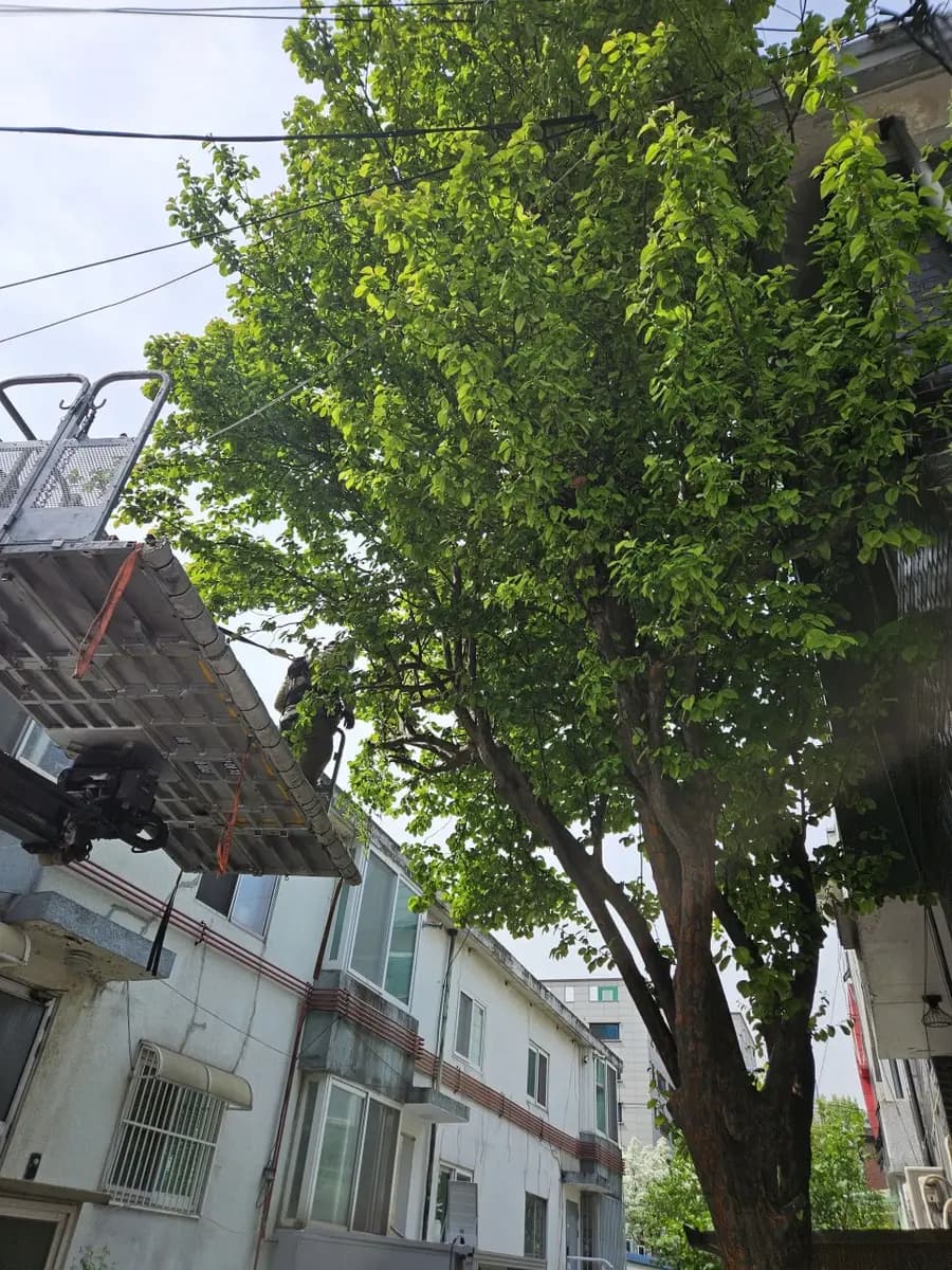 주택 키큰나무벌목 높은나무 전지작업 시공 사진 3
