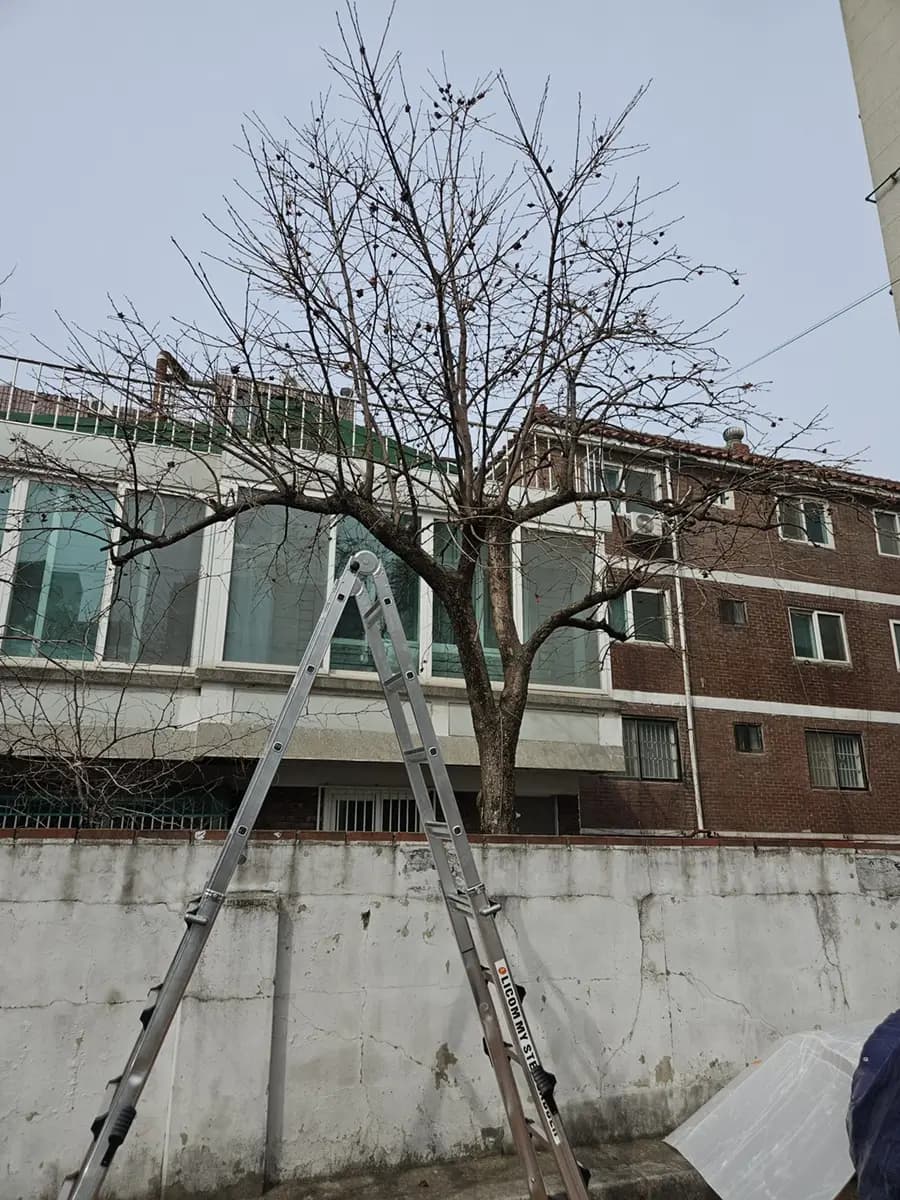 나무벌목업체 서초구 시공 사진 3