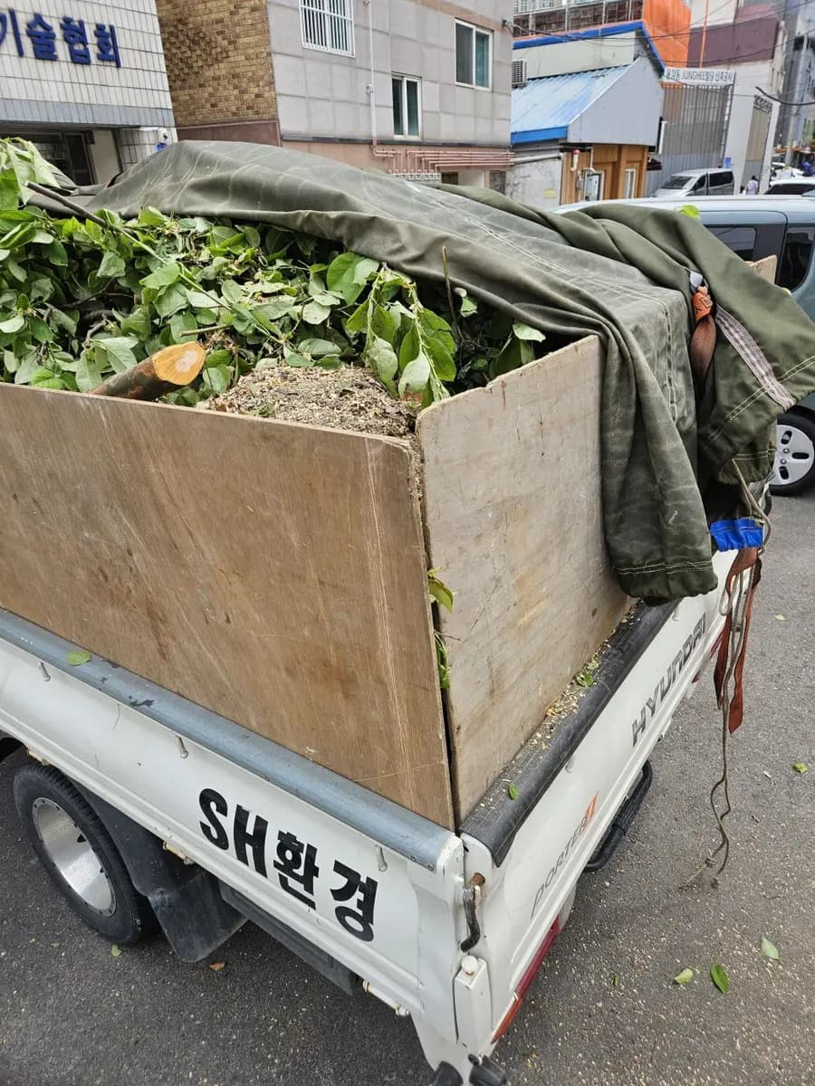 용인 벌목 나무가지치기 전지작업업체 동작구 빌라 — 시공 후