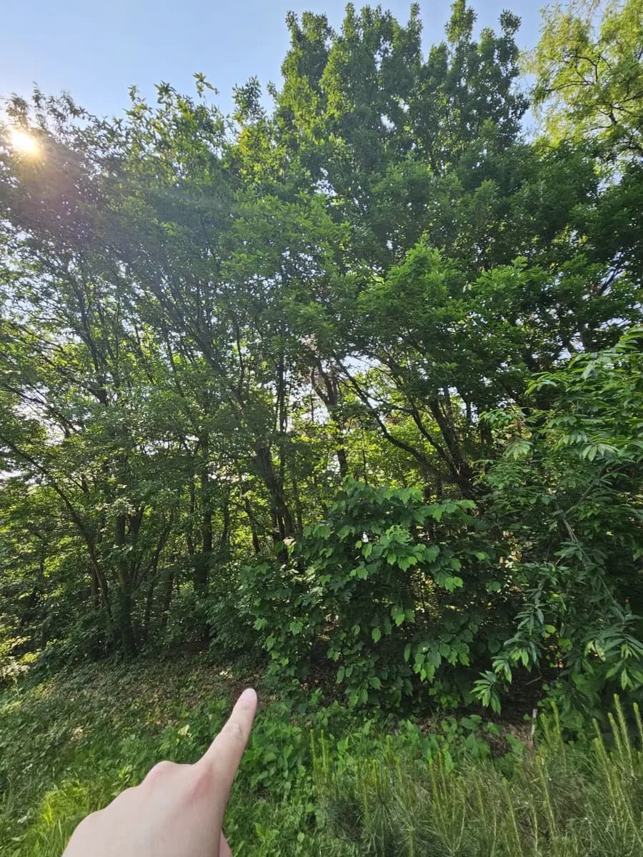 수원 벌목 높은나무가지치기 전지작업 — 시공 전
