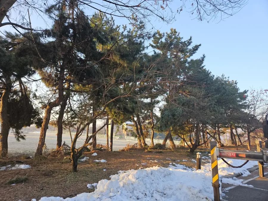 소나무전지시기 시공 사진 37